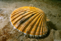 Patinopecten caurinus (Giant Pacific Scallop)