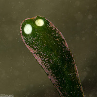 Zostera marina (Eel Grass)