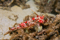 Icelinus tenuis (Spotfin Sculpin)