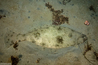 Paralichthys californicus (California Halibut)