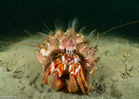 Pagurus armatus (Blackeyed Hermit Crab)