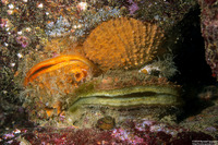 Crassadoma gigantea (Rock Scallop)