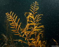 Stephanocystis osmundacea (Chain-Bladder Kelp)