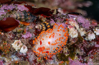 Limacia cockerelli (Cockerell's Dorid)