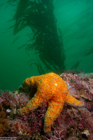 Pisaster ochraceus (Ochre Star)