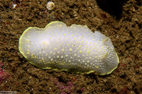 Cadlina luteomarginata (Yellow Margin Cadlina)