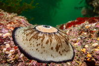 Megathura crenulata (Giant Keyhole Limpet)