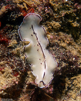 Pseudoceros montereyensis (Monterey Flatworm)