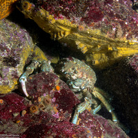 Loxorhynchus grandis (Sheep Crab)