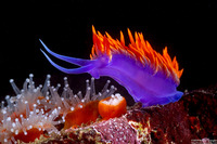 Flabellinopsis iodinea (Spanish Shawl)