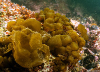 Colpomenia peregrina (Bulb Seaweed)