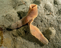 Cerebratulus californiensis (Light Edged Ribbon Worm)