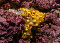 Polymastia pachymastia (Aggregated Nipple Sponge)