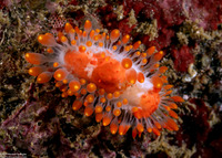 Limacia cockerelli (Cockerell's Dorid)