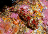 Artedius corallinus (Coralline Sculpin)