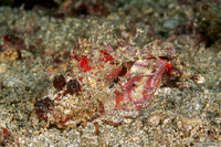 Inimicus didactylus (Spiny Devilfish)