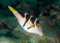 Canthigaster valentini (Black-Saddled Toby)