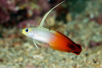 Nemateleotris magnifica (Fire Dartfish)