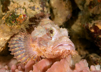 Scorpaenopsis oxycephala (Tassled Scorpionfish)