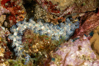 Pteraeolidia semperi (Blue Dragon Nudibranch)