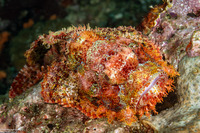 Scorpaenopsis oxycephala (Tasseled Scorpionfish)