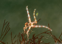 Ophiothela mirabilis (Six-Arm Brittle Star)