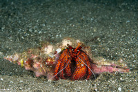 Dardanus megistos (White-Spotted Hermit Crab)