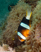 Amphiprion clarkii (Clark's Anemonefish)