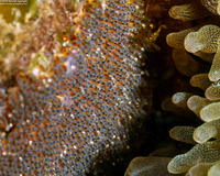 Amphiprion clarkii (Clark's Anemonefish)