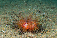 Astropyga radiata (Radiant Sea Urchin)