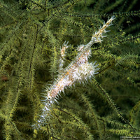 Solenostomus paradoxus (Ornate Ghost Pipefish)