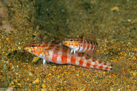 Parapercis schauinslandii (Redspotted Sandperch)