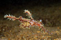 Solenostomus paradoxus (Ornate Ghost Pipefish)