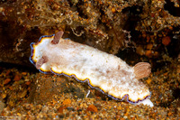 Goniobranchus preciosus (Precious Nudibranch)