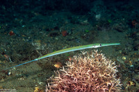 Fistularia commersonii (Bluespotted Cornetfish)