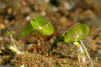 Acetabularia crenulata (White Mermaid's Wineglass)