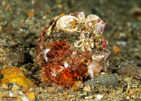 Scorpaenopsis venosa (Raggy Scorpionfish)