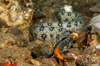 Echidna nebulosa (Snowflake Moray)