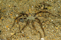 Actinostephanus haeckeli (Haeckel's Sand Anemone)