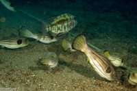 Arothron manilensis (Striped Puffer)