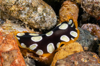 Pseudoceros scintillatus (Brilliant Flatworm)