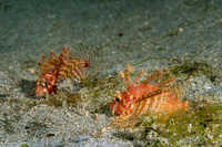 Dendrochirus brachypterus (Shortfin Lionfish)