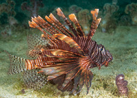 Pterois volitans (Red Lionfish)