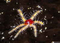 Ophiothela mirabilis (Six-Arm Brittle Star)