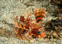 Dendrochirus brachypterus (Shortfin Lionfish)