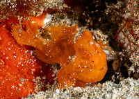 Antennarius pictus (Painted Frogfish)