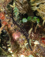 Solenostomus paradoxus (Ornate Ghost Pipefish)