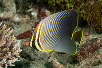 Chaetodon baronessa (Eastern Triangular Butterflyfish)