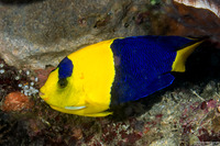 Centropyge bicolor (Bicolor Angelfish)