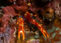 Munida olivarae (Olivar's Squat Lobster)